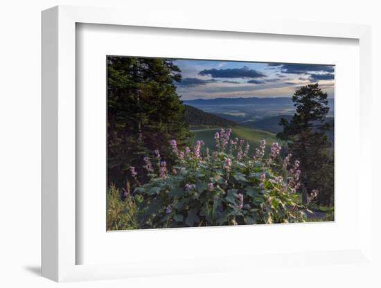 USA, Idaho. Mountain Globemallow and view of Teton Valley-Howie Garber-Framed Photographic Print