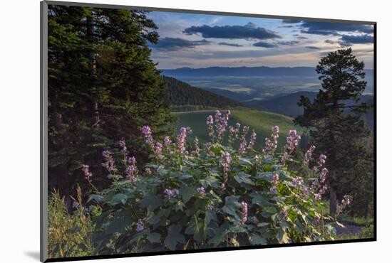 USA, Idaho. Mountain Globemallow and view of Teton Valley-Howie Garber-Mounted Photographic Print