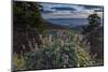 USA, Idaho. Mountain Globemallow and view of Teton Valley-Howie Garber-Mounted Photographic Print