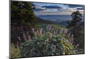 USA, Idaho. Mountain Globemallow and view of Teton Valley-Howie Garber-Mounted Photographic Print