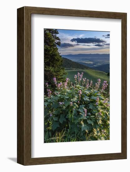 USA, Idaho. Mountain Globemallow and view of Teton Valley-Howie Garber-Framed Photographic Print