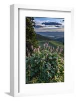 USA, Idaho. Mountain Globemallow and view of Teton Valley-Howie Garber-Framed Photographic Print