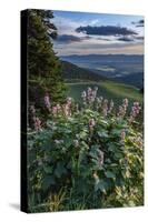 USA, Idaho. Mountain Globemallow and view of Teton Valley-Howie Garber-Stretched Canvas