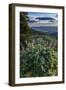 USA, Idaho. Mountain Globemallow and view of Teton Valley-Howie Garber-Framed Photographic Print