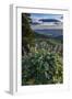 USA, Idaho. Mountain Globemallow and view of Teton Valley-Howie Garber-Framed Photographic Print