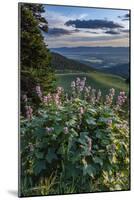 USA, Idaho. Mountain Globemallow and view of Teton Valley-Howie Garber-Mounted Photographic Print