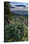 USA, Idaho. Mountain Globemallow and view of Teton Valley-Howie Garber-Stretched Canvas