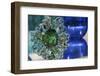 USA, Indiana. Glass flower.-Deborah Winchester-Framed Photographic Print