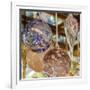 USA, Indiana. Hanging glass ornaments and baubles.-Deborah Winchester-Framed Photographic Print