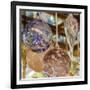 USA, Indiana. Hanging glass ornaments and baubles.-Deborah Winchester-Framed Photographic Print