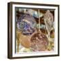 USA, Indiana. Hanging glass ornaments and baubles.-Deborah Winchester-Framed Photographic Print