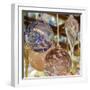 USA, Indiana. Hanging glass ornaments and baubles.-Deborah Winchester-Framed Photographic Print