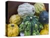 USA, Indiana, Indianapolis. Close-up of gourds.-Jaynes Gallery-Stretched Canvas