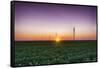 USA, Indiana. Soybean Field and Wind Farm at Sundown-Rona Schwarz-Framed Stretched Canvas