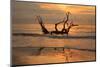 USA, Jekyll Island, Georgia. Driftwood Beach at sunrise.-Joanne Wells-Mounted Photographic Print
