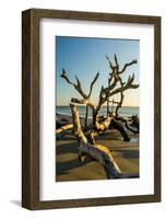 USA, Jekyll Island-George Theodore-Framed Photographic Print