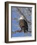 USA, Kansas, Bald Eagle Perched in tree.-Michael Scheufler-Framed Photographic Print