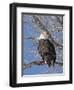 USA, Kansas, Bald Eagle Perched in tree.-Michael Scheufler-Framed Photographic Print