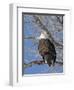 USA, Kansas, Bald Eagle Perched in tree.-Michael Scheufler-Framed Photographic Print