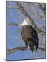 USA, Kansas, Bald Eagle Perched in tree.-Michael Scheufler-Mounted Photographic Print