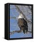 USA, Kansas, Bald Eagle Perched in tree.-Michael Scheufler-Framed Stretched Canvas