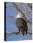 USA, Kansas, Bald Eagle Perched in tree.-Michael Scheufler-Stretched Canvas