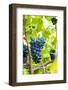 USA, Kansas, Grapes at Kansas Winery.-Michael Scheufler-Framed Photographic Print