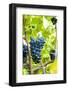 USA, Kansas, Grapes at Kansas Winery.-Michael Scheufler-Framed Photographic Print