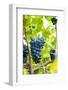 USA, Kansas, Grapes at Kansas Winery.-Michael Scheufler-Framed Photographic Print