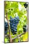 USA, Kansas, Grapes at Kansas Winery.-Michael Scheufler-Mounted Photographic Print