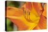 USA, Kansas, Orange Flower Micro Shot.-Michael Scheufler-Stretched Canvas