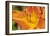 USA, Kansas, Orange Flower Micro Shot.-Michael Scheufler-Framed Photographic Print
