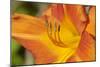 USA, Kansas, Orange Flower Micro Shot.-Michael Scheufler-Mounted Photographic Print