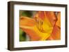 USA, Kansas, Orange Flower Micro Shot.-Michael Scheufler-Framed Photographic Print