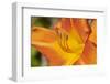 USA, Kansas, Orange Flower Micro Shot.-Michael Scheufler-Framed Photographic Print