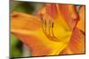 USA, Kansas, Orange Flower Micro Shot.-Michael Scheufler-Mounted Photographic Print