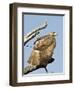 USA, Kansas, Red Tailed Hawk preening in tree.-Michael Scheufler-Framed Photographic Print