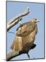 USA, Kansas, Red Tailed Hawk preening in tree.-Michael Scheufler-Mounted Photographic Print