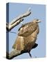 USA, Kansas, Red Tailed Hawk preening in tree.-Michael Scheufler-Stretched Canvas