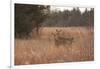 USA, Kansas, White tail Doe and youngster.-Michael Scheufler-Framed Photographic Print