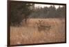 USA, Kansas, White tail Doe and youngster.-Michael Scheufler-Framed Photographic Print