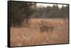 USA, Kansas, White tail Doe and youngster.-Michael Scheufler-Framed Stretched Canvas