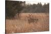 USA, Kansas, White tail Doe and youngster.-Michael Scheufler-Stretched Canvas