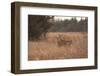 USA, Kansas, White tail Doe and youngster.-Michael Scheufler-Framed Photographic Print