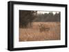 USA, Kansas, White tail Doe and youngster.-Michael Scheufler-Framed Photographic Print