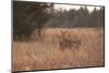 USA, Kansas, White tail Doe and youngster.-Michael Scheufler-Mounted Photographic Print