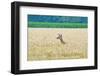 USA, Kansas, White Tail Doe crossing wheat field.-Michael Scheufler-Framed Photographic Print