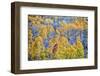 USA, Lee Vining, California. Conway Pass, Mono County.-Joe Restuccia III-Framed Photographic Print