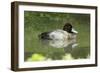 Usa. Lesser Scaup, Aythya Affinis-David Slater-Framed Photographic Print