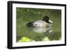 Usa. Lesser Scaup, Aythya Affinis-David Slater-Framed Photographic Print